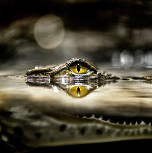 Meet your Posher, Omar